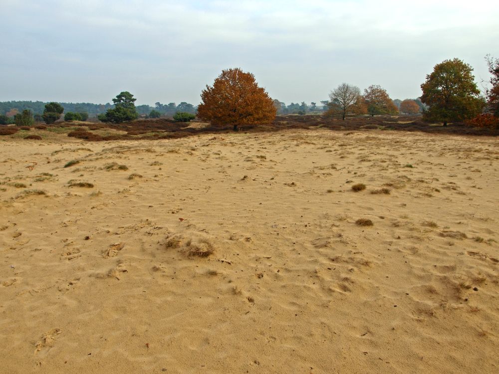 Drouwenerzand 07-11-08 (1)