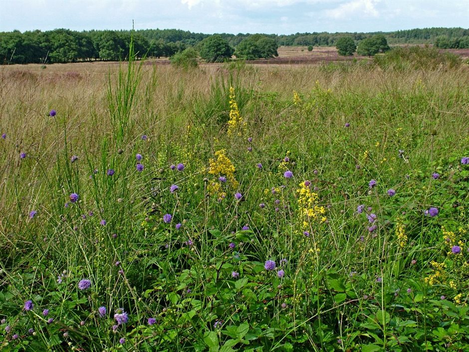Havelterberg 29-8-06 (7)