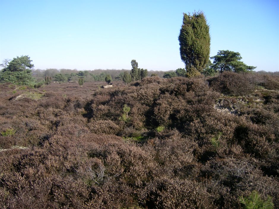 Jeneverbessen - foto Gerrie Koopman