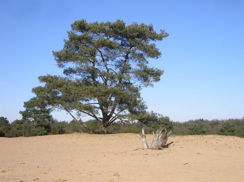 Grove den - foto Gerrie Koopman