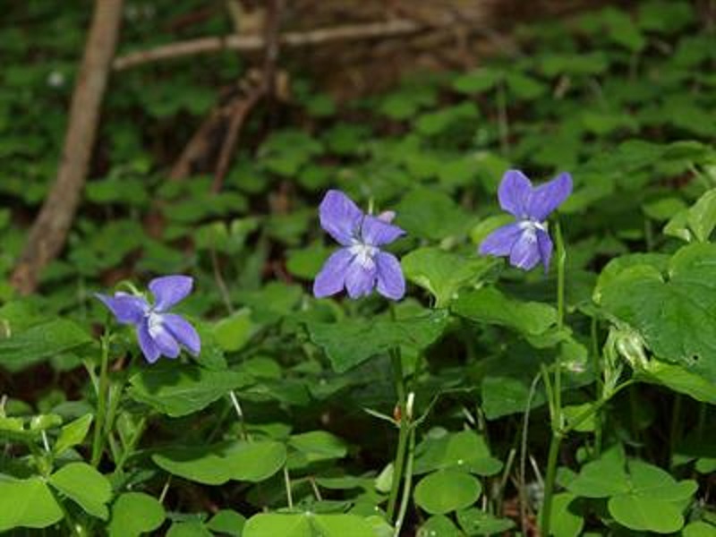 Blauwsporig bosviooltje