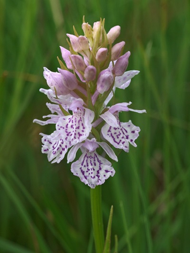 Gevlekte orchis