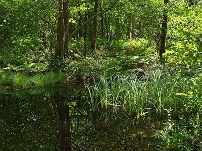 kleibosch_roderwolde