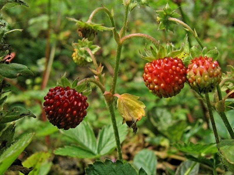 Bosaardbei
