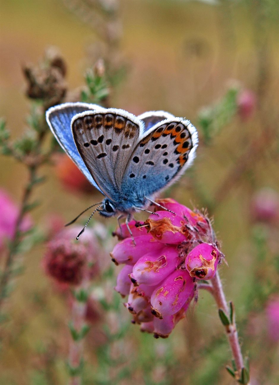 Heideblauwtje, foto Hans Dekker