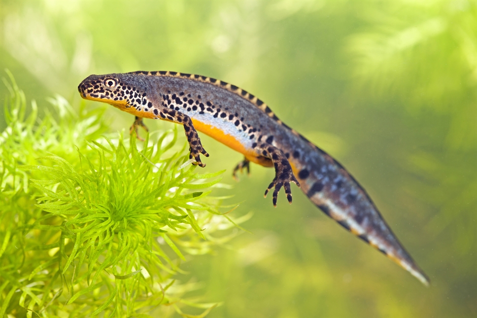 Foto Apenwatersalamander,Jelger Herder