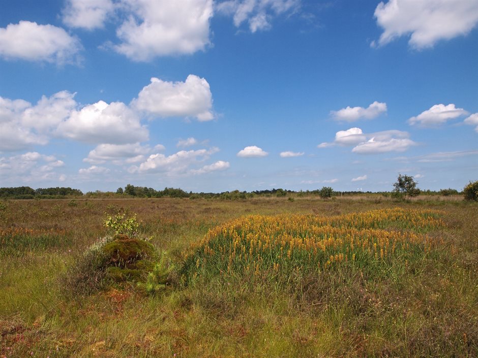 Hoogveenkern Meerstal Bargerveen