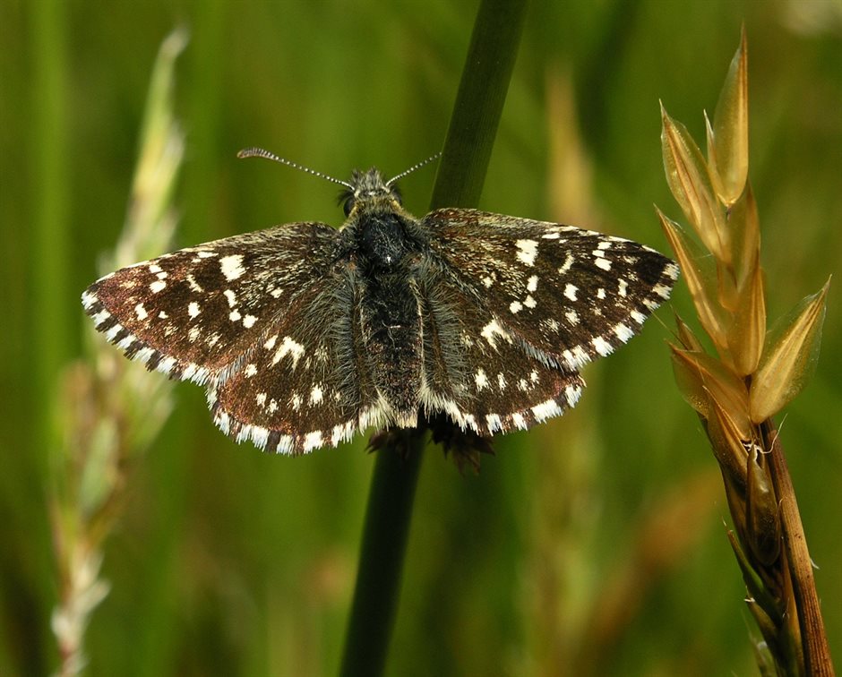 Aardbeivlinder Bargerveen
