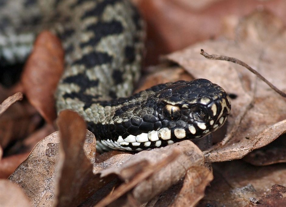 Adder
