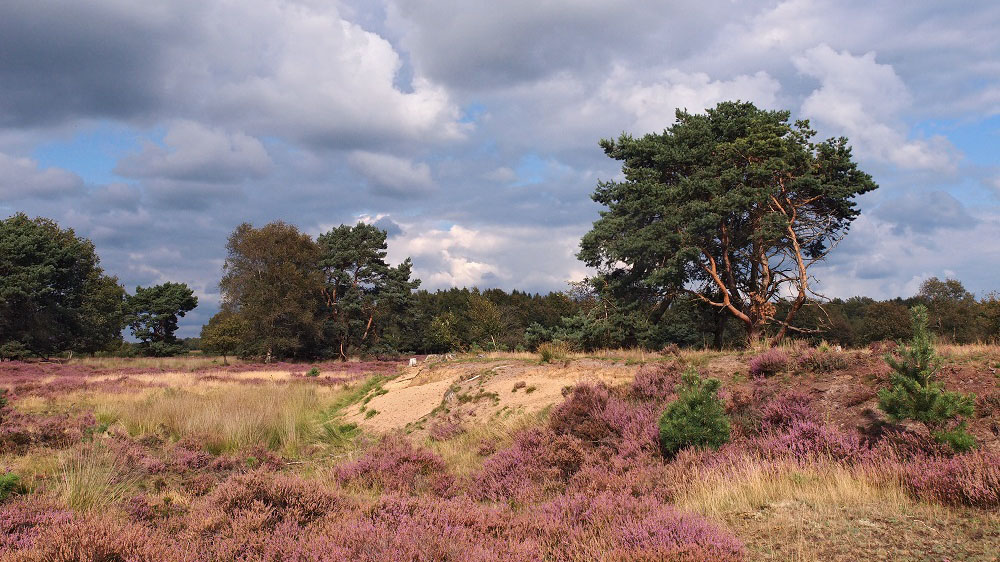 nuilerveld_met_fort_16x9