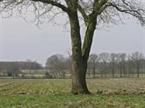 Schottershuizen - Zuidwolde, Bron: H. Dekker