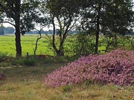 Wildenberg overgang Reestdal, Bron: H. Dekker