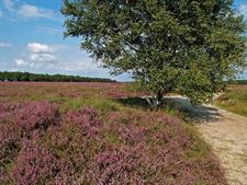 Balloërveld, Bron: H. Dekker