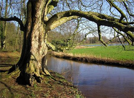 Reest, De Wijk Dickninge, Bron: H. Dekker