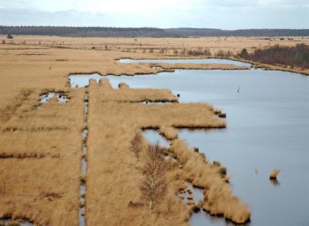 Fochteloërveen