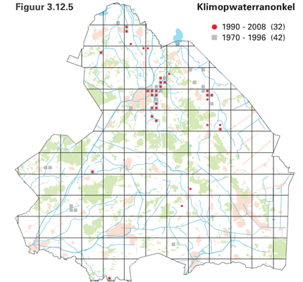 Klimopwaterranonkel