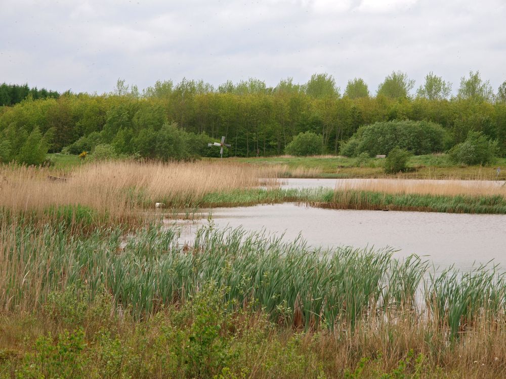 buinerhorn-nieuw-buinen-10-05-12-17-