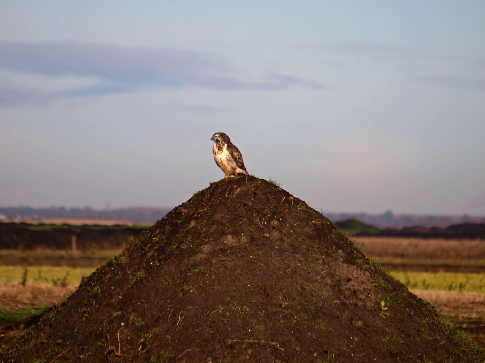 buizerd-buinen-10-12-08-1-