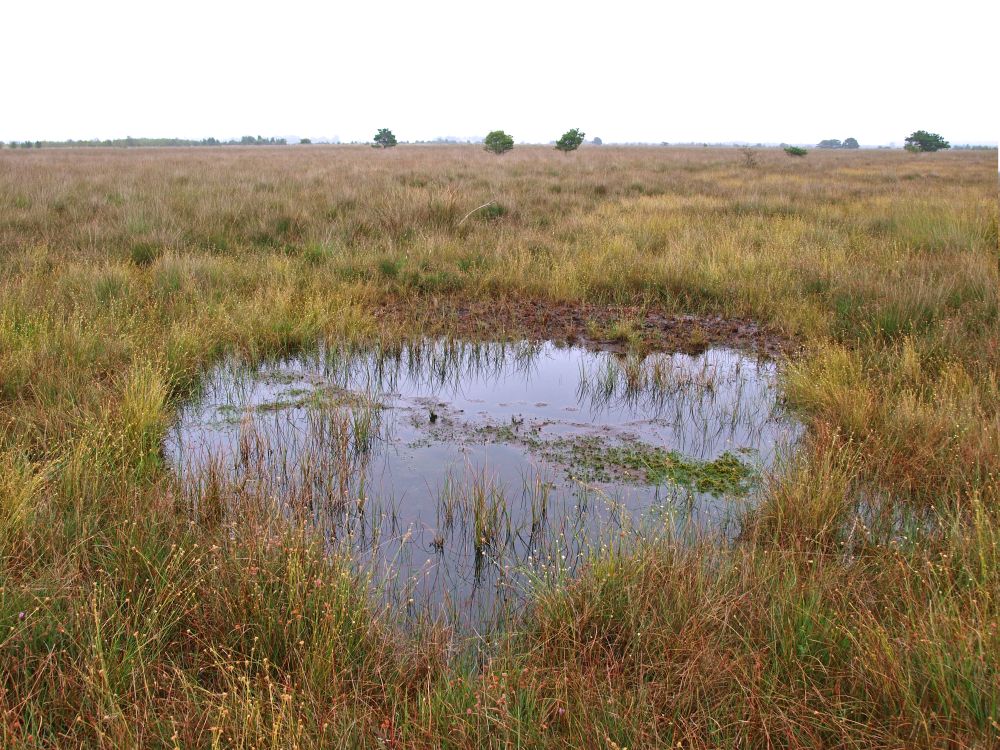 Bargerveen, Bron: H. Dekker