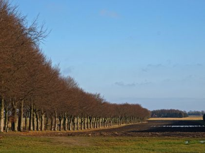 Valthe Beukenlaan versterkt reliëf Hondsrug