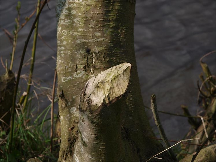 Spijkerboor bever vraatsporen