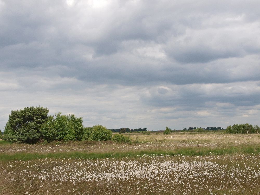 bargerveen-13-06-12-88-