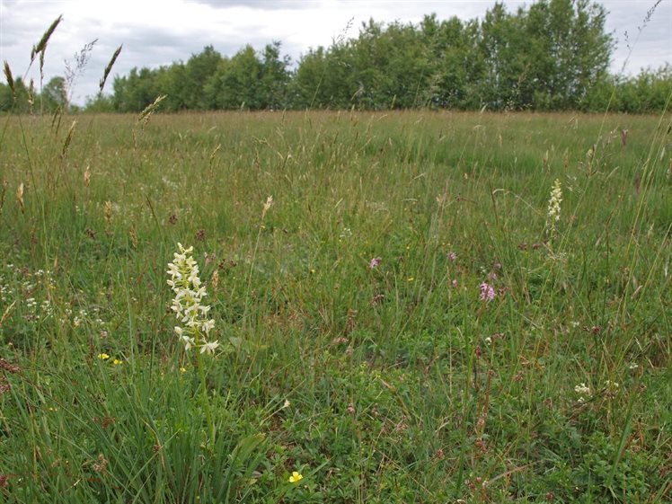 bargerveen-zuid-13-06-12-17-