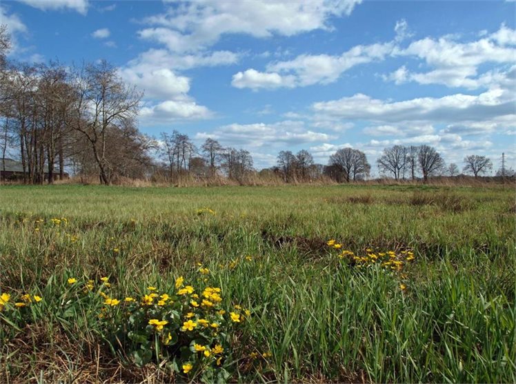 dotterbloem-reest-de-stapel-08-04-12-12-_web (1)