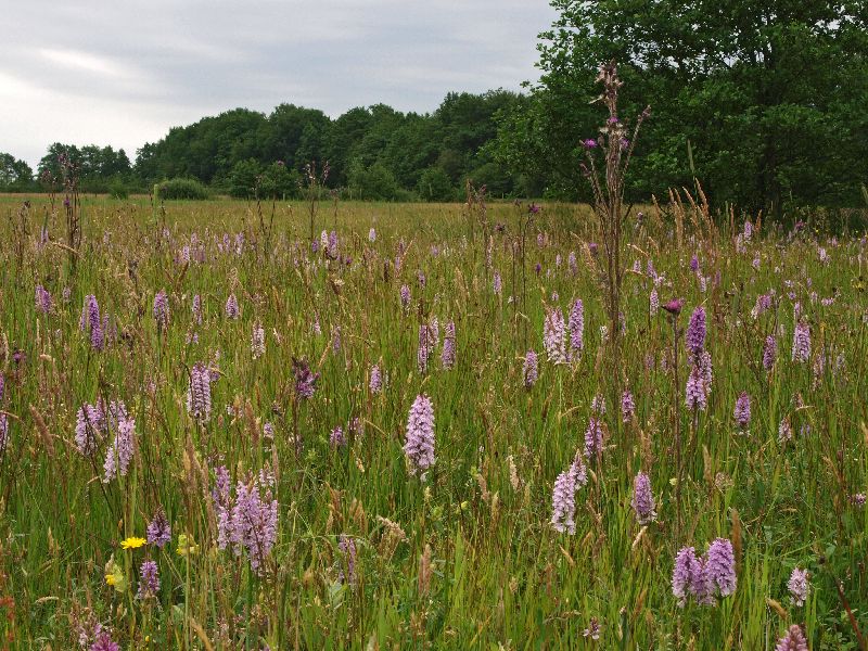 eekmaten-vossenberg-22-06-11-32-