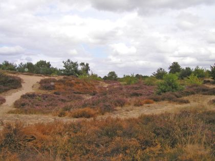 4-gasterense-duinen-g-l_web