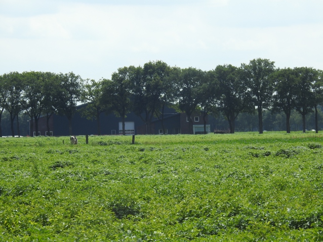 Beilerstraat - Westerbork1