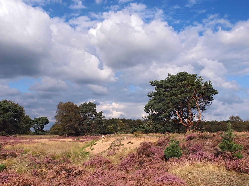 Nuilerveld met fort