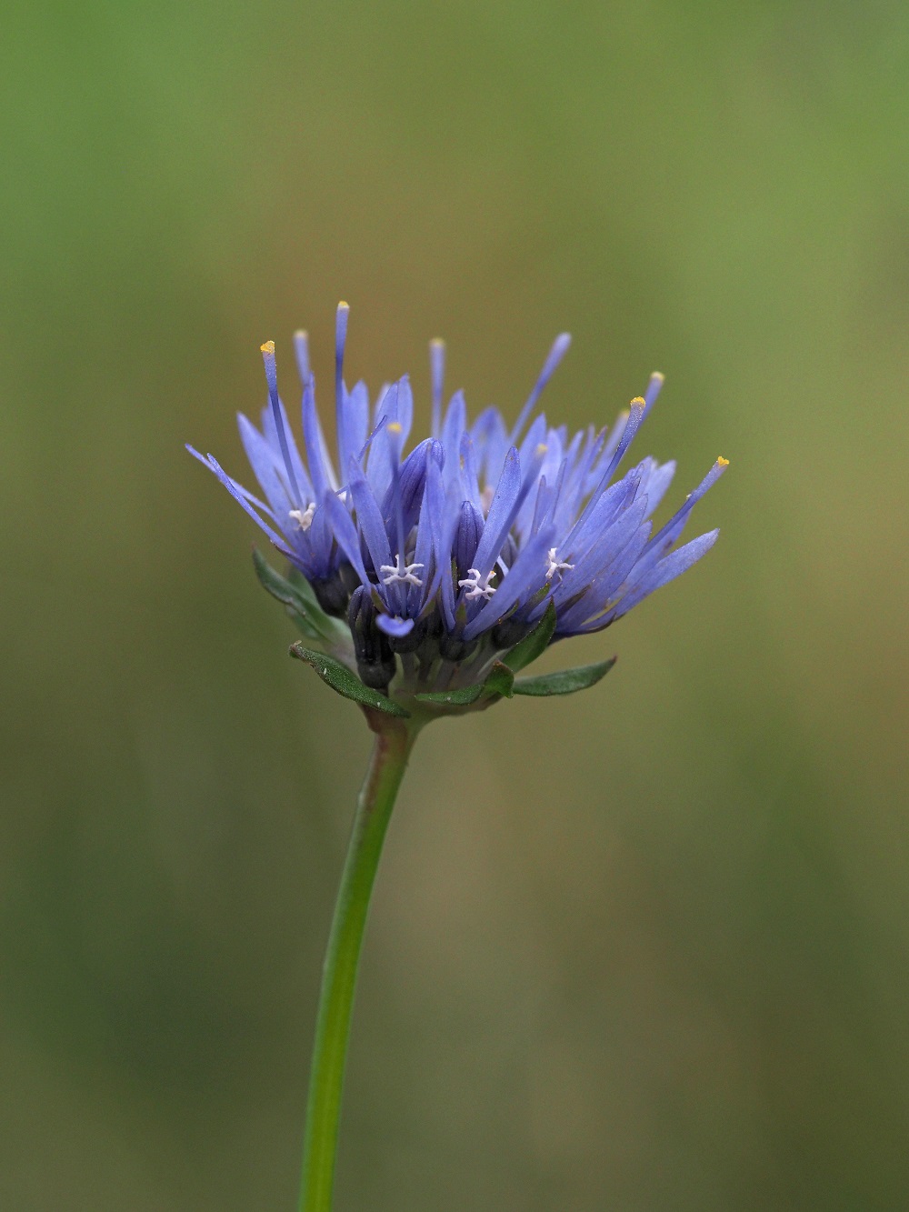 Zandblauwtje