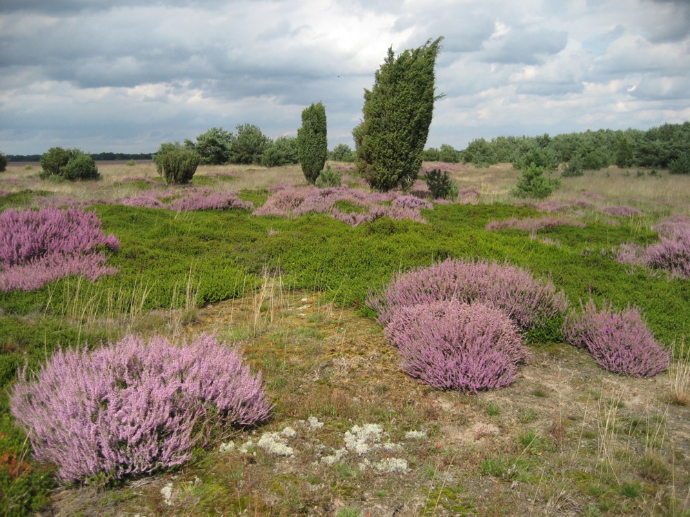 Dwingelose heide - foto A. Henckel