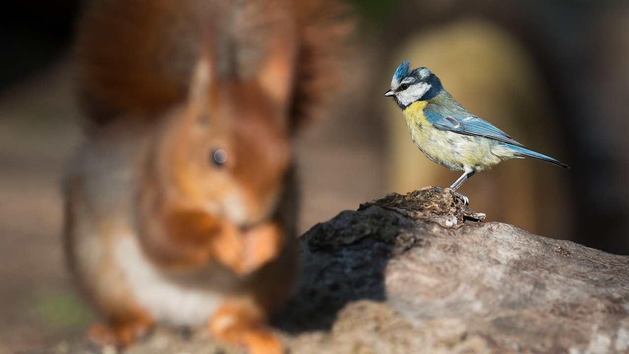 blue-tit-2150638_1280(Pixaby)