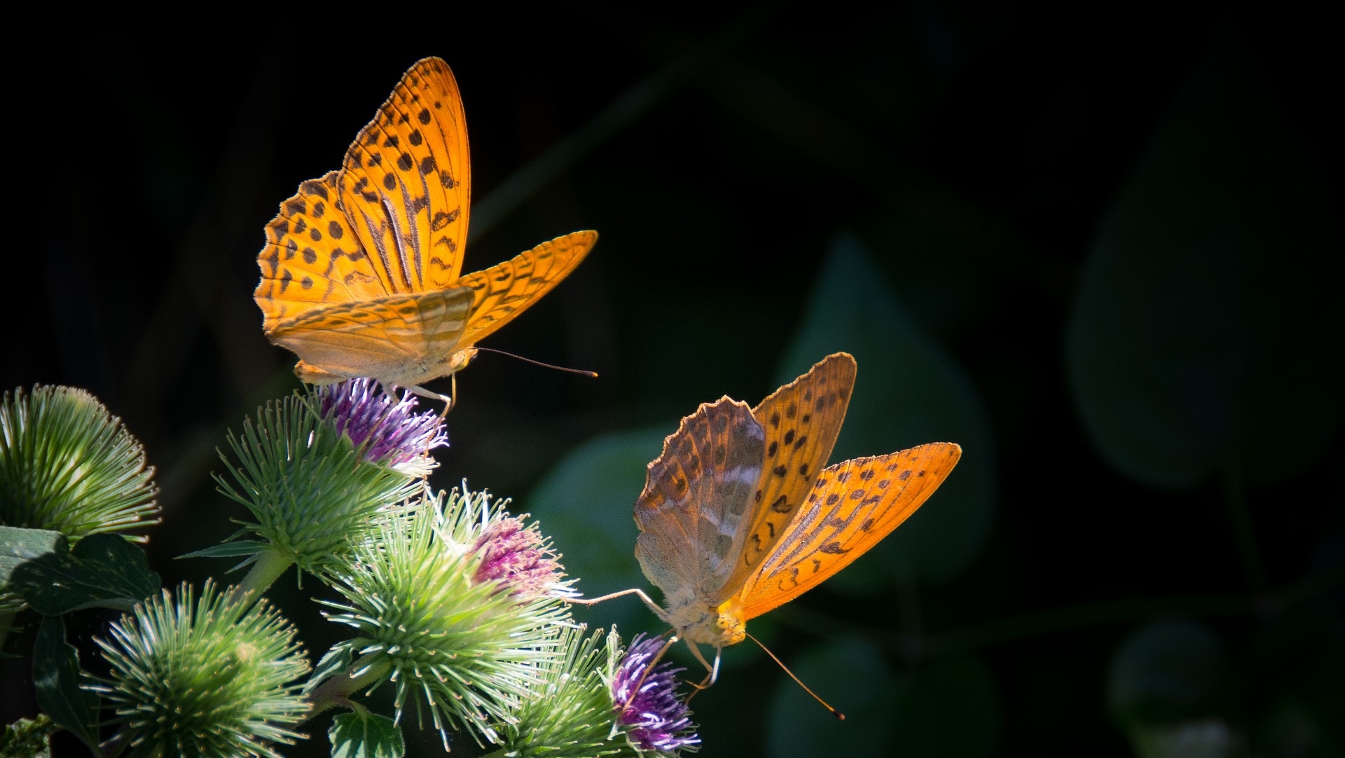 silver-bordered-fritillary-877121_1920