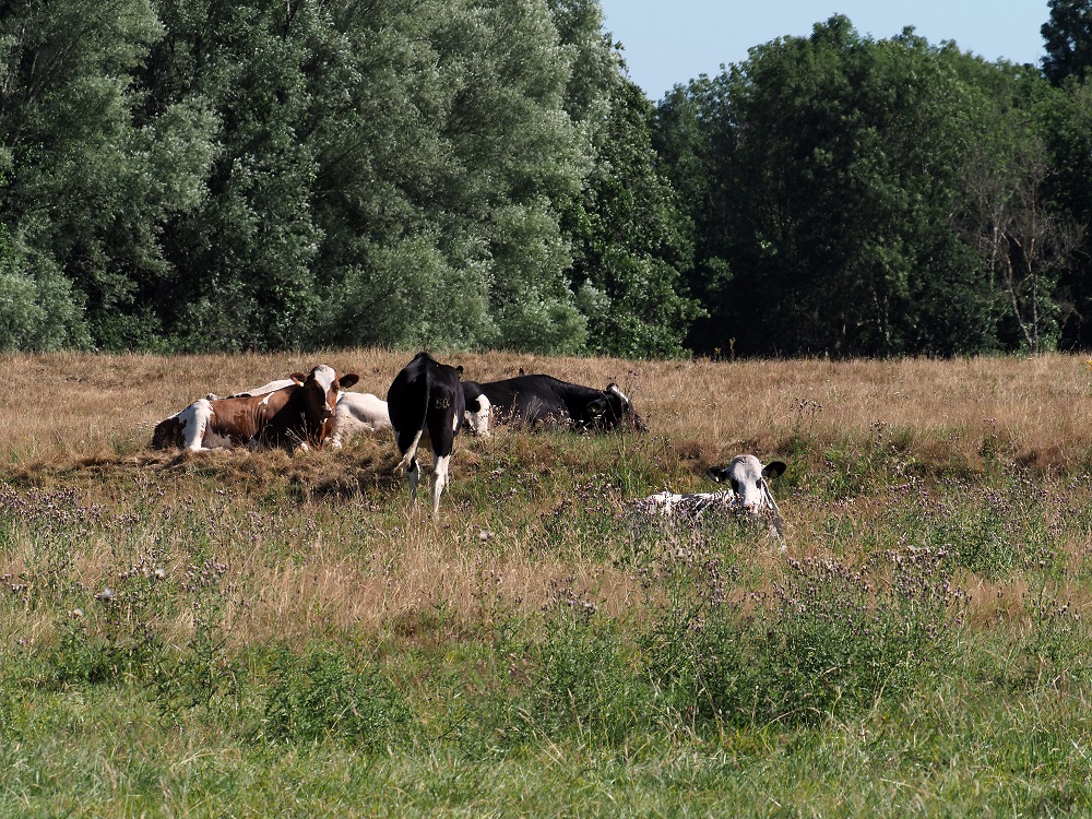 Duunsche Landen 23-07-19 (19)