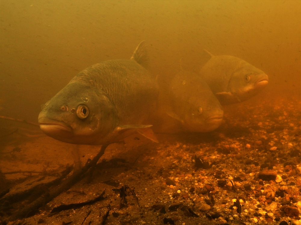 Foto: waterschap Hunze en Aa's