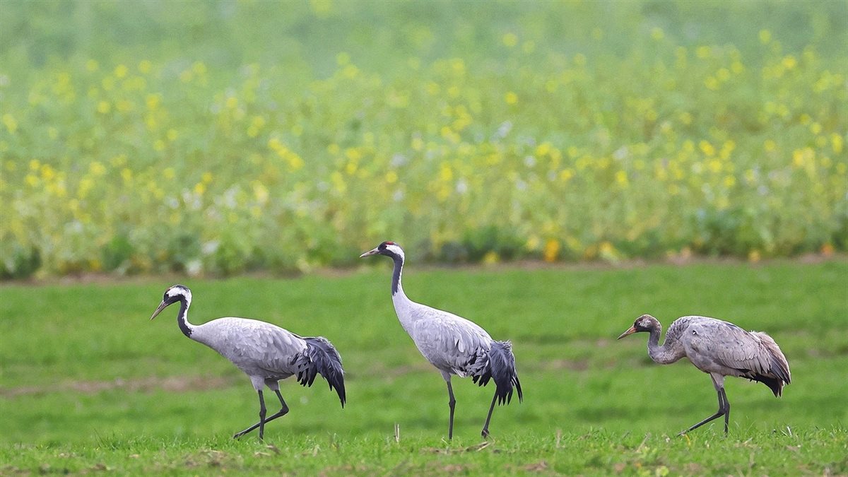 Drie kraanvogels in een groen landschap