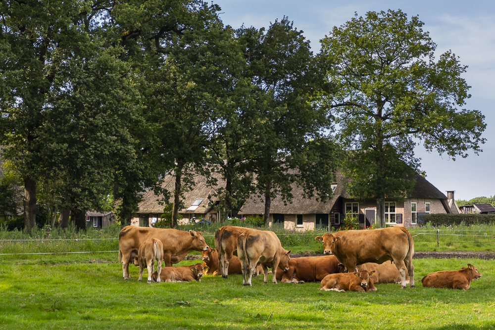foto koeien in het landschap - fotograaf Karin Broekhuijsen
