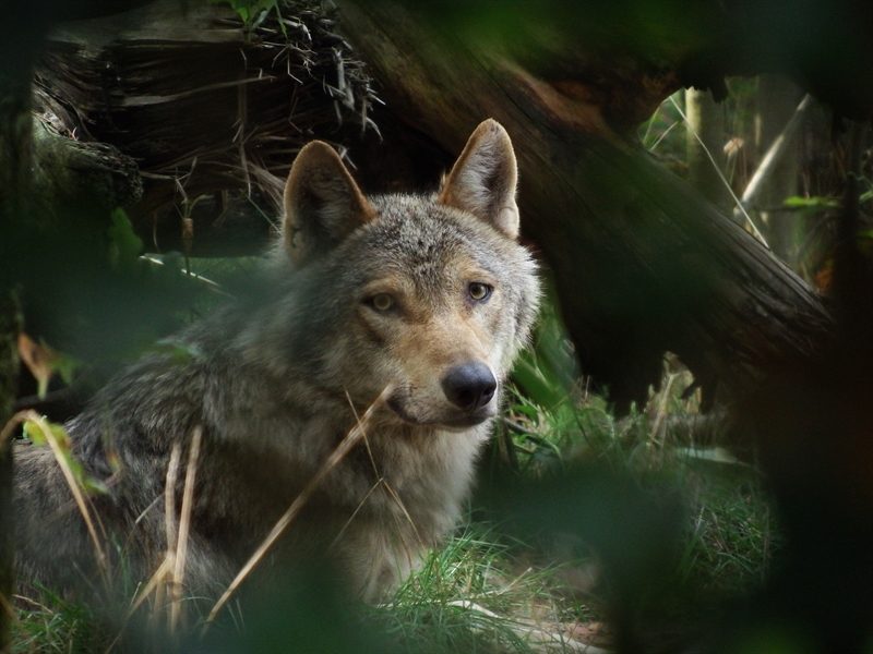 Een wolf in zijn leefgebied in Nederland (stockfoto Wolvenmeldpunt)