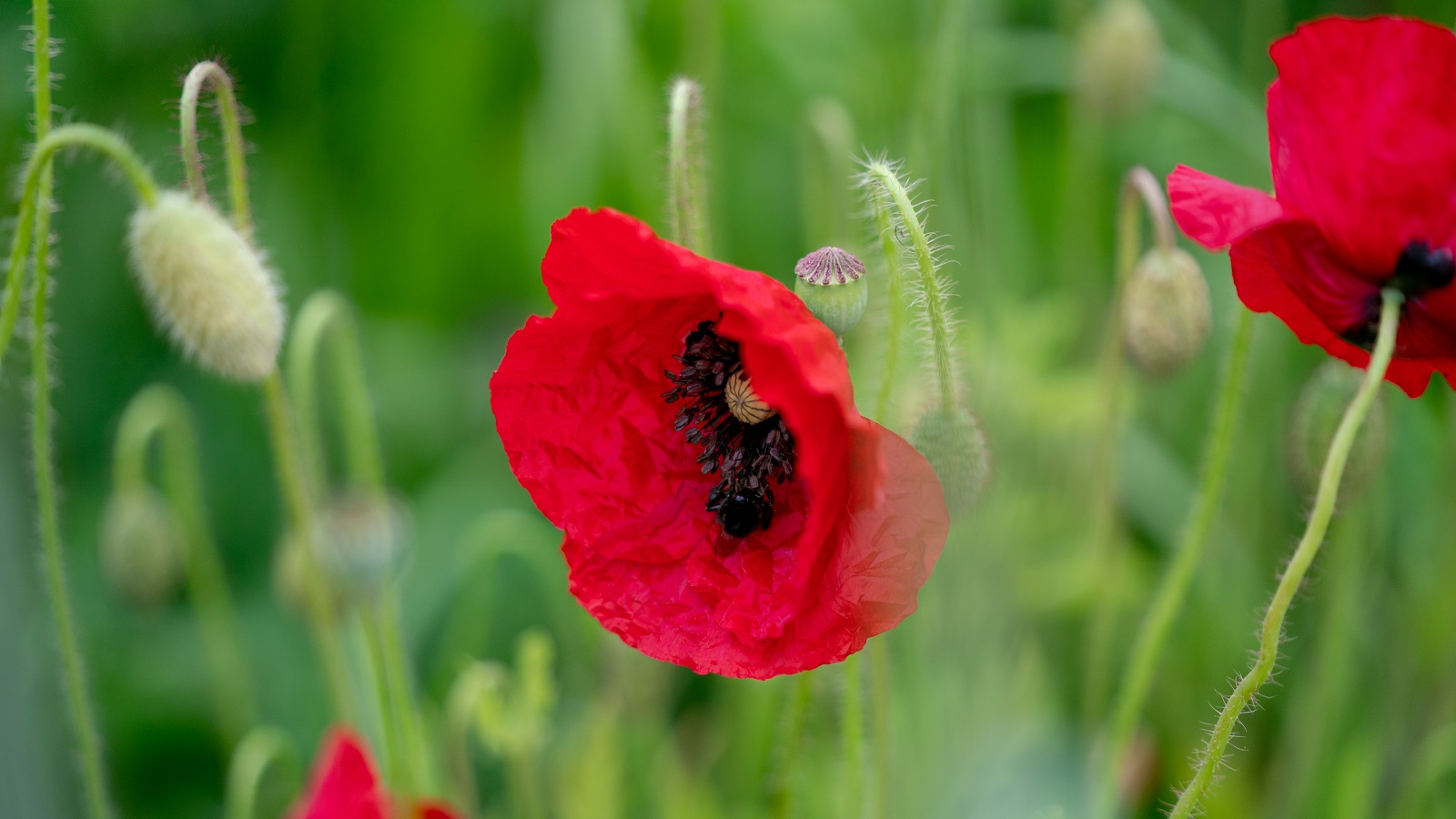Maatwerkadvies erven en landschap stimuleert biodiversiteit