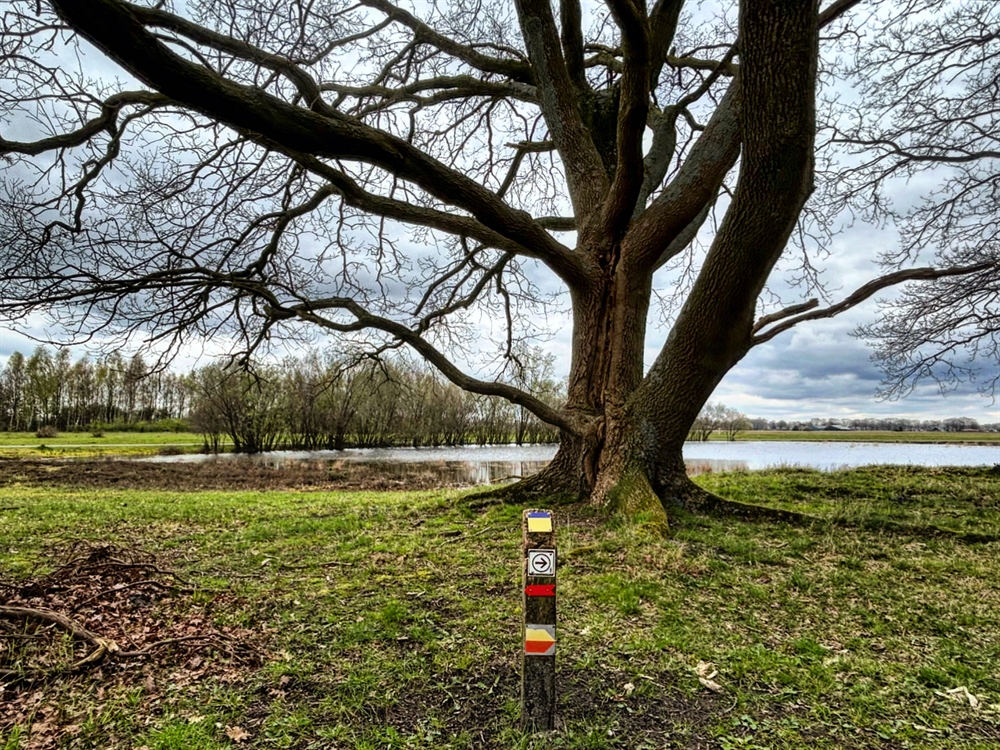 Eén van de mankeren op het Mantingerveld. - Foto: Susan Pathuis