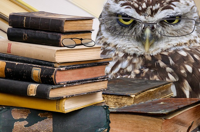 Uil leest de regels