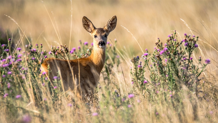 roe-deer-2615377_1280