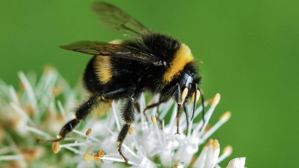 POLLINATE | Provincie Drenthe